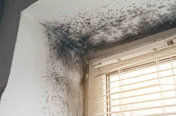 Affordable Attic Mold Remediation solutions in Rhodelia, KY